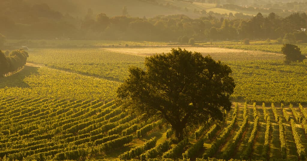 Denbies vineyard in Surrey